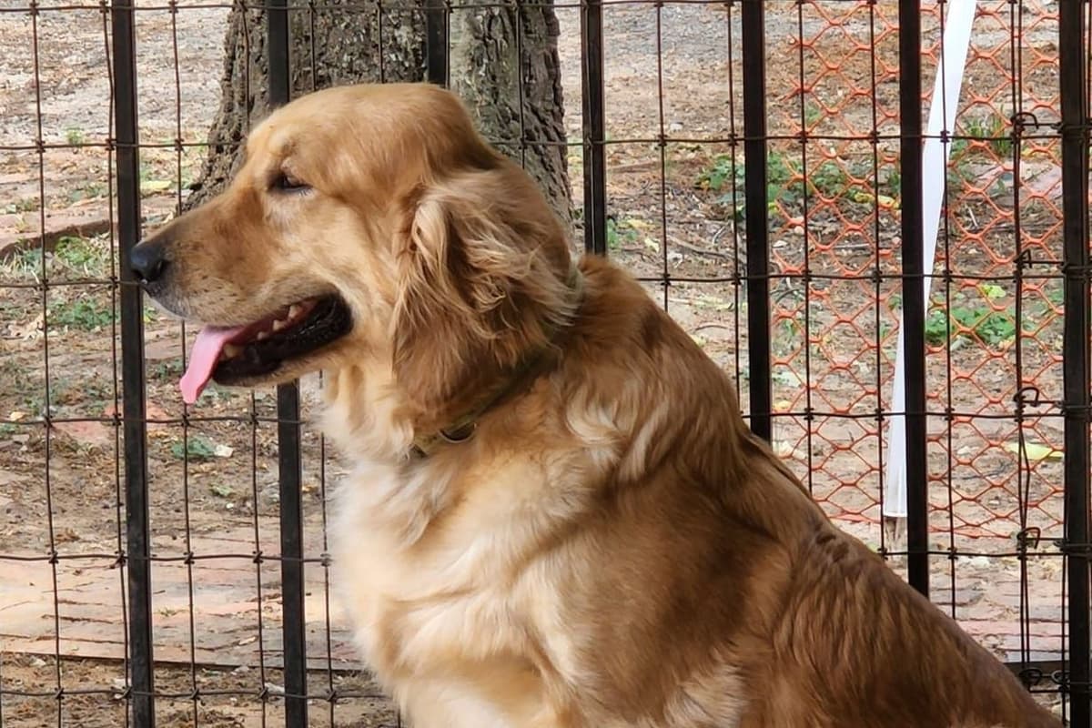 Golden Retriever Puppies breeder image 2