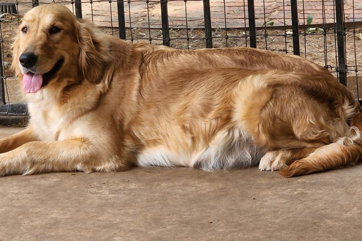 Golden Retriever Puppies breeder image 3