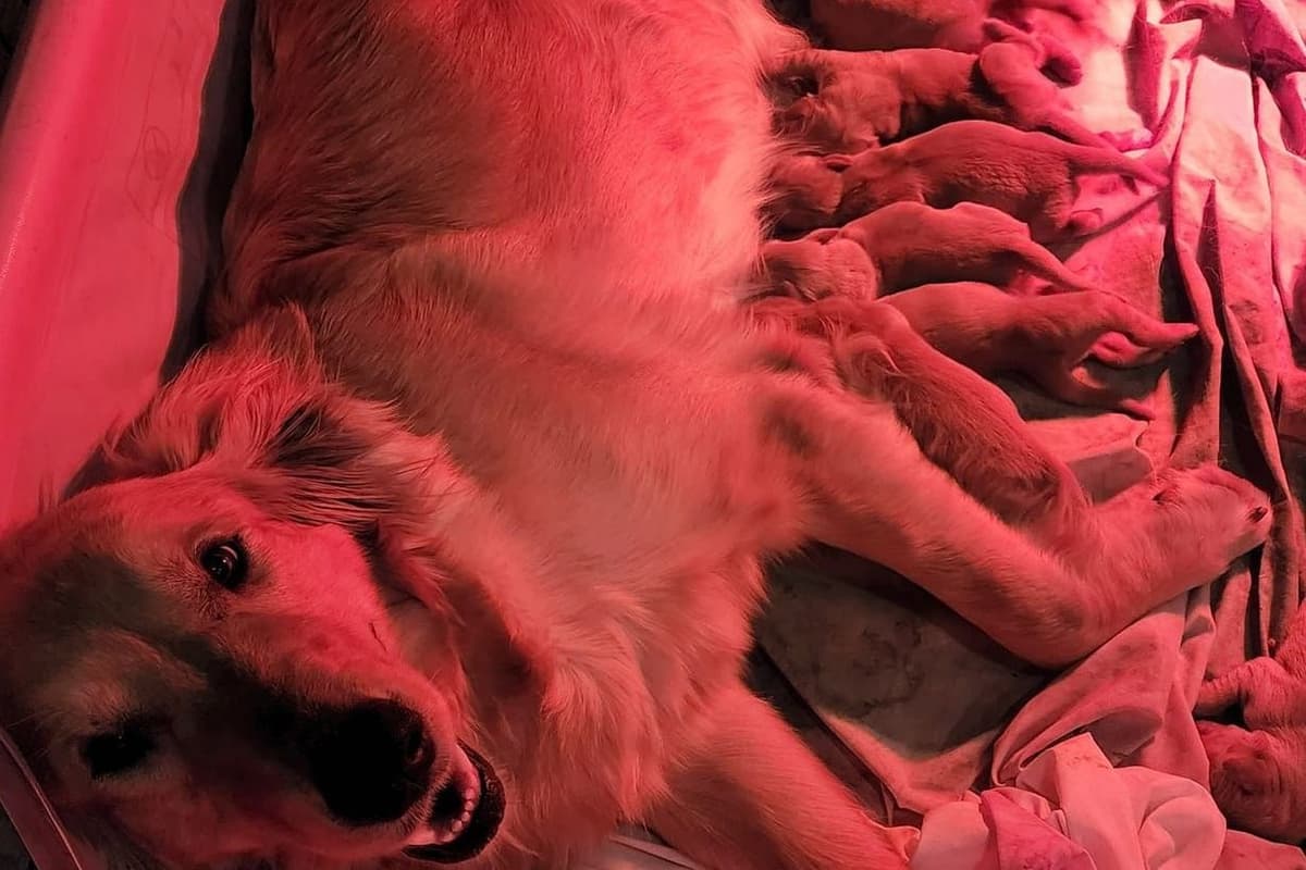 Golden Retriever Puppies breeder image 4