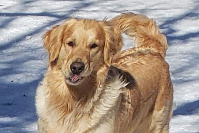 Golden Retriever Puppies breeder image 5