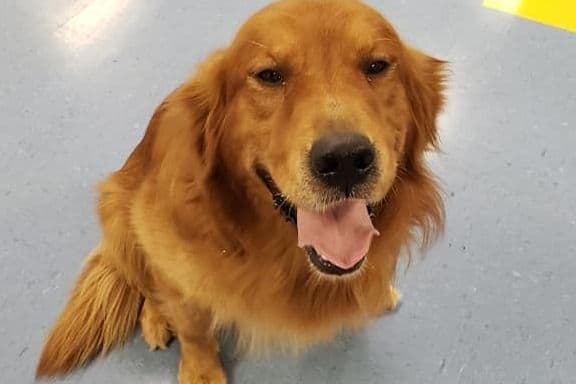 Golden Retriever Puppies breeder image 10