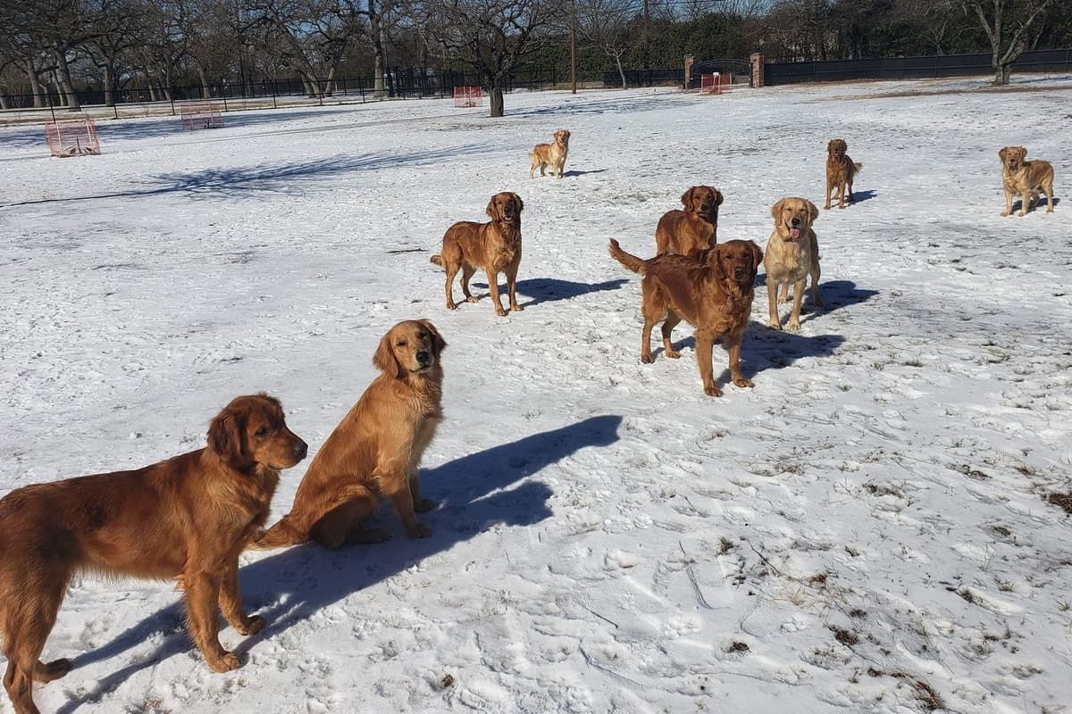 Golden Retriever Puppies breeder image 12