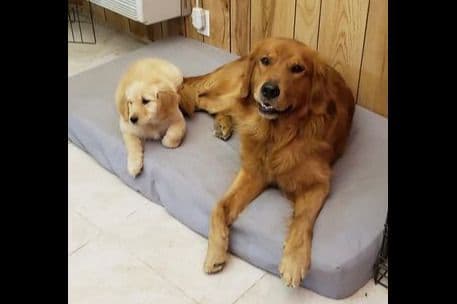 Golden Retriever Puppies breeder image 15