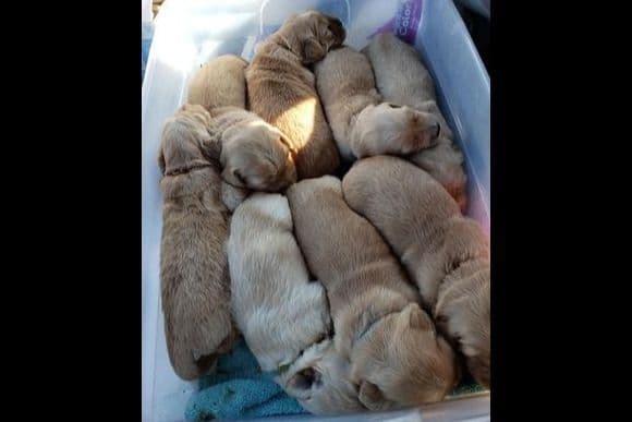 Golden Retriever Puppies breeder image 17