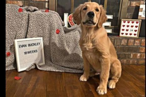 Golden Retriever Puppies breeder image 13