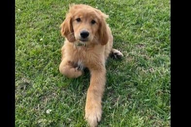 Golden Retriever Puppies breeder image 14