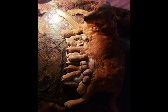 Golden Retriever Puppies breeder image 16
