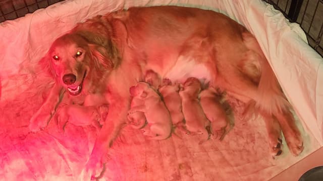 Golden Retriever Puppies media 5