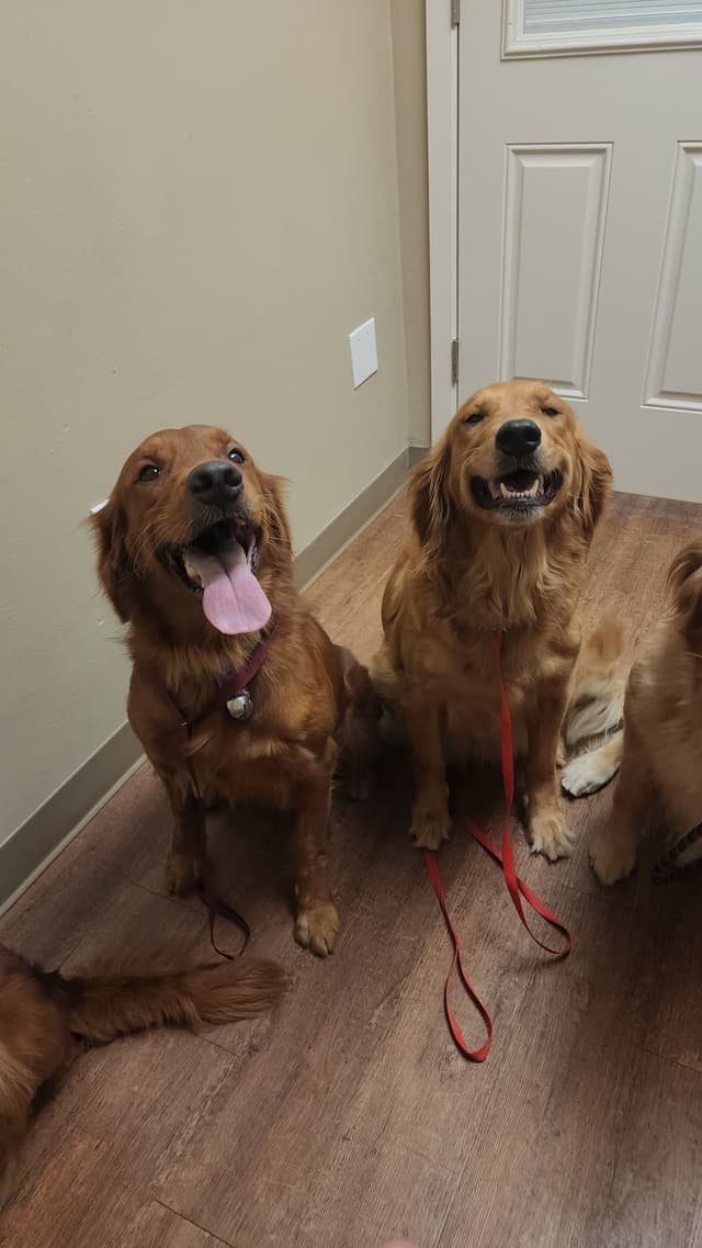 Golden Retriever Puppies media 3
