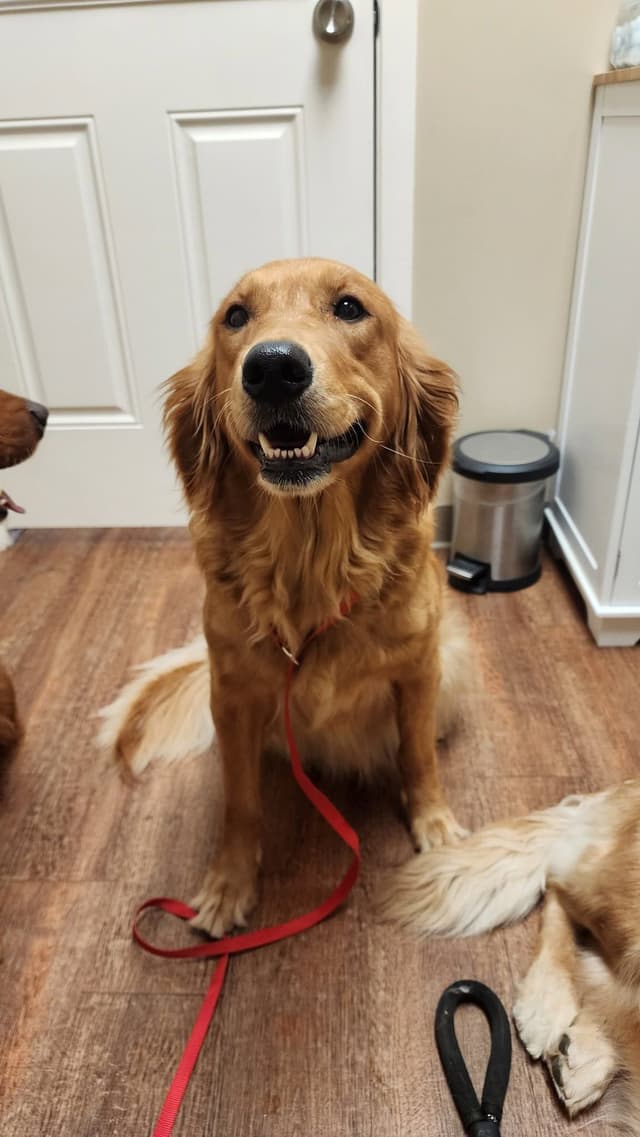 Golden Retriever Puppies media 2
