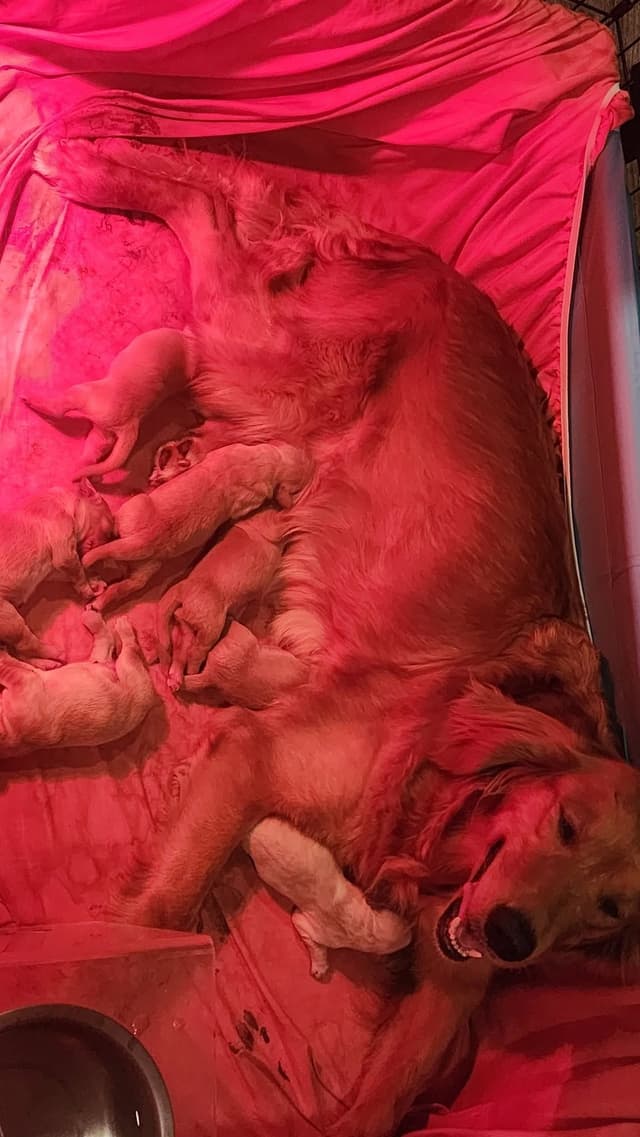 Golden Retriever Puppies media 6