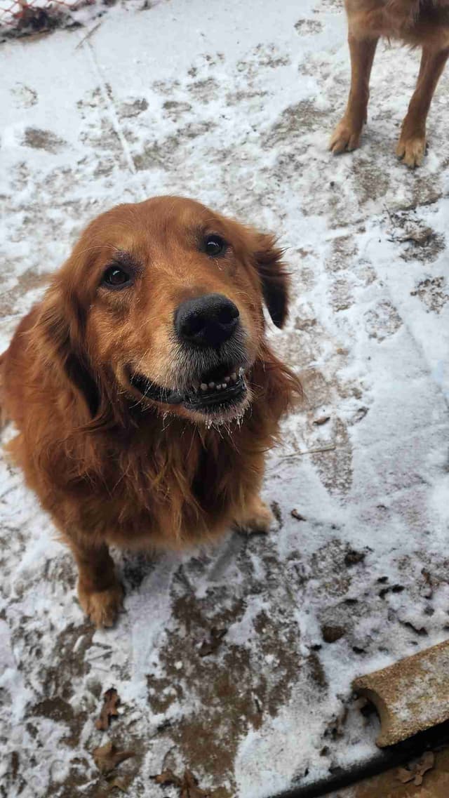 Golden Retriever Puppies media 9
