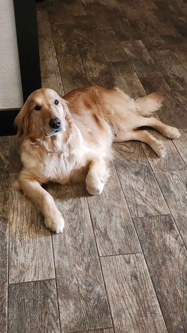 Golden Retriever Puppies media 6