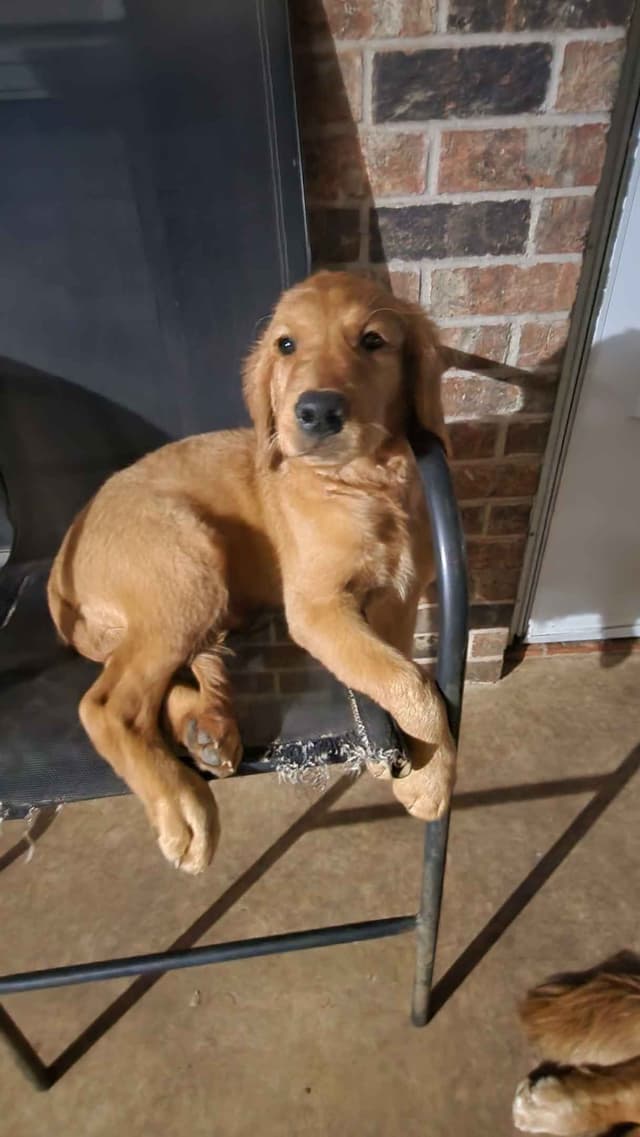 Golden Retriever Puppies media 5