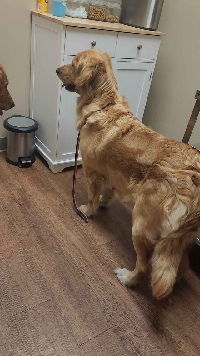 Golden Retriever Puppies media 7