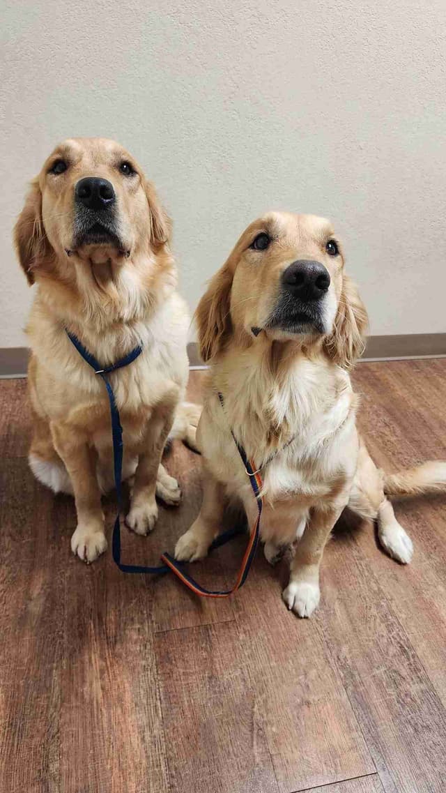 Golden Retriever Puppies media 3