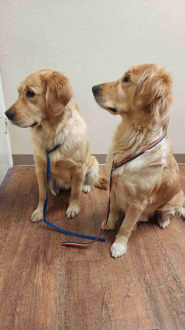 Golden Retriever Puppies media 4