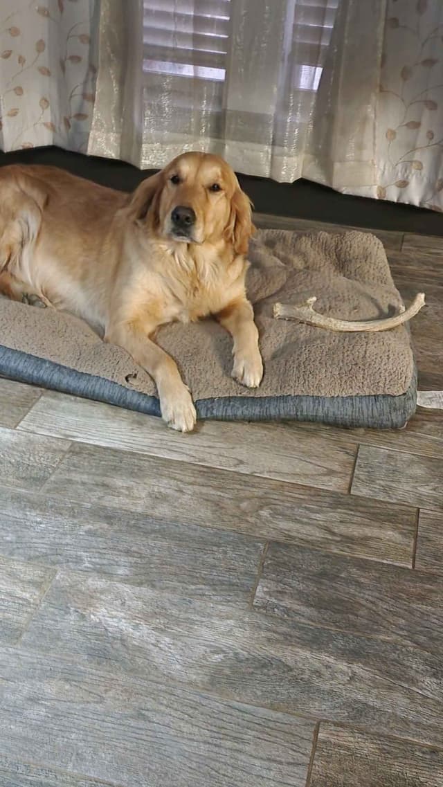 Golden Retriever Puppies media 2