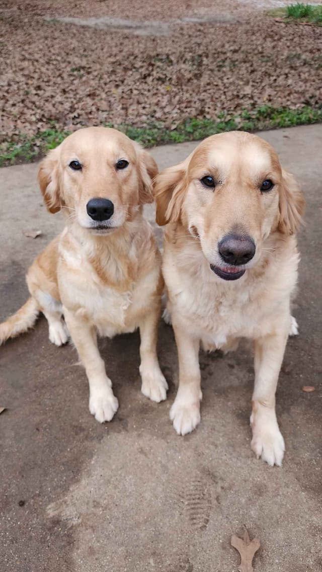 Golden Retriever Puppies media 2