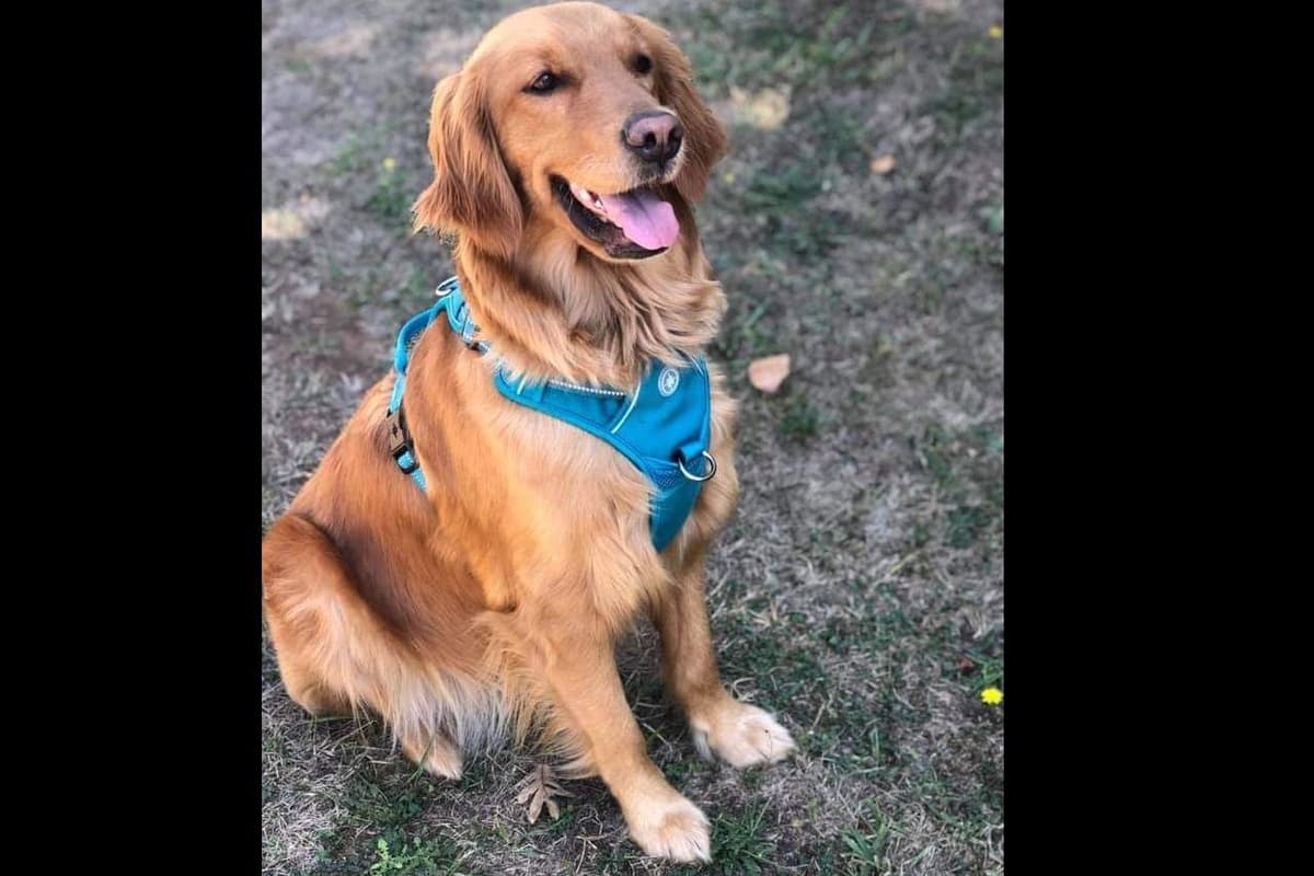Golden Retriever Puppies breeder image 1