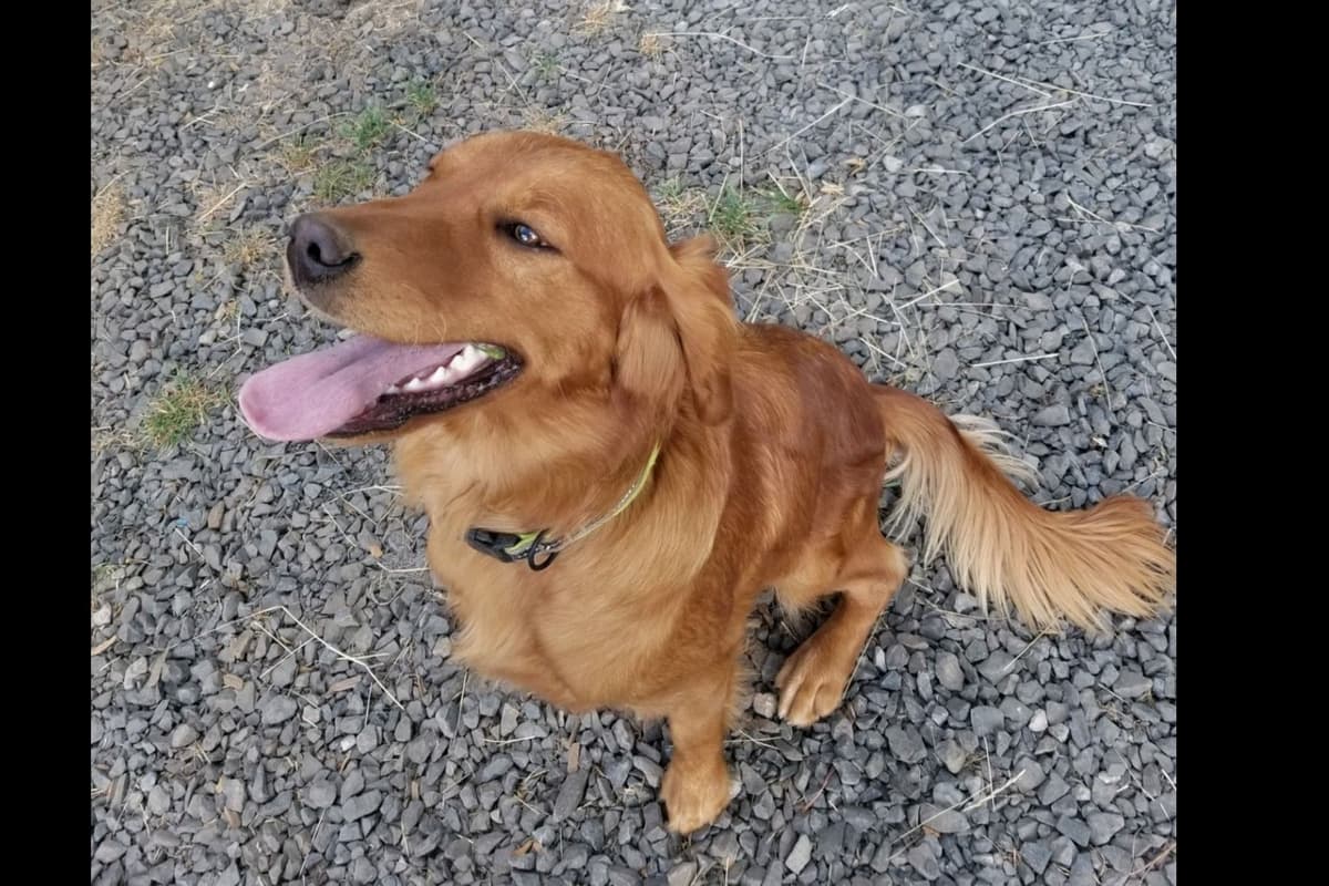 Golden Retriever Puppies breeder image 5