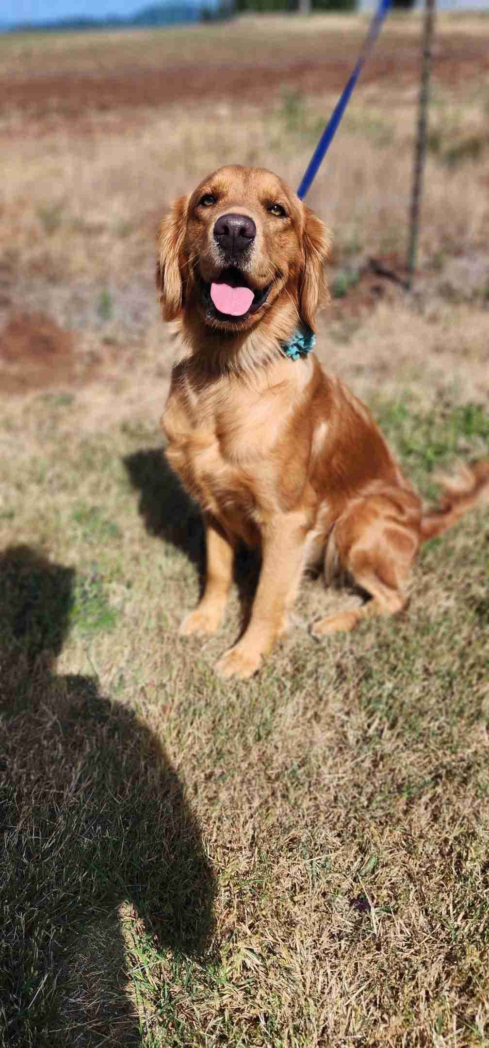 Golden Retriever Puppies breeder image 6