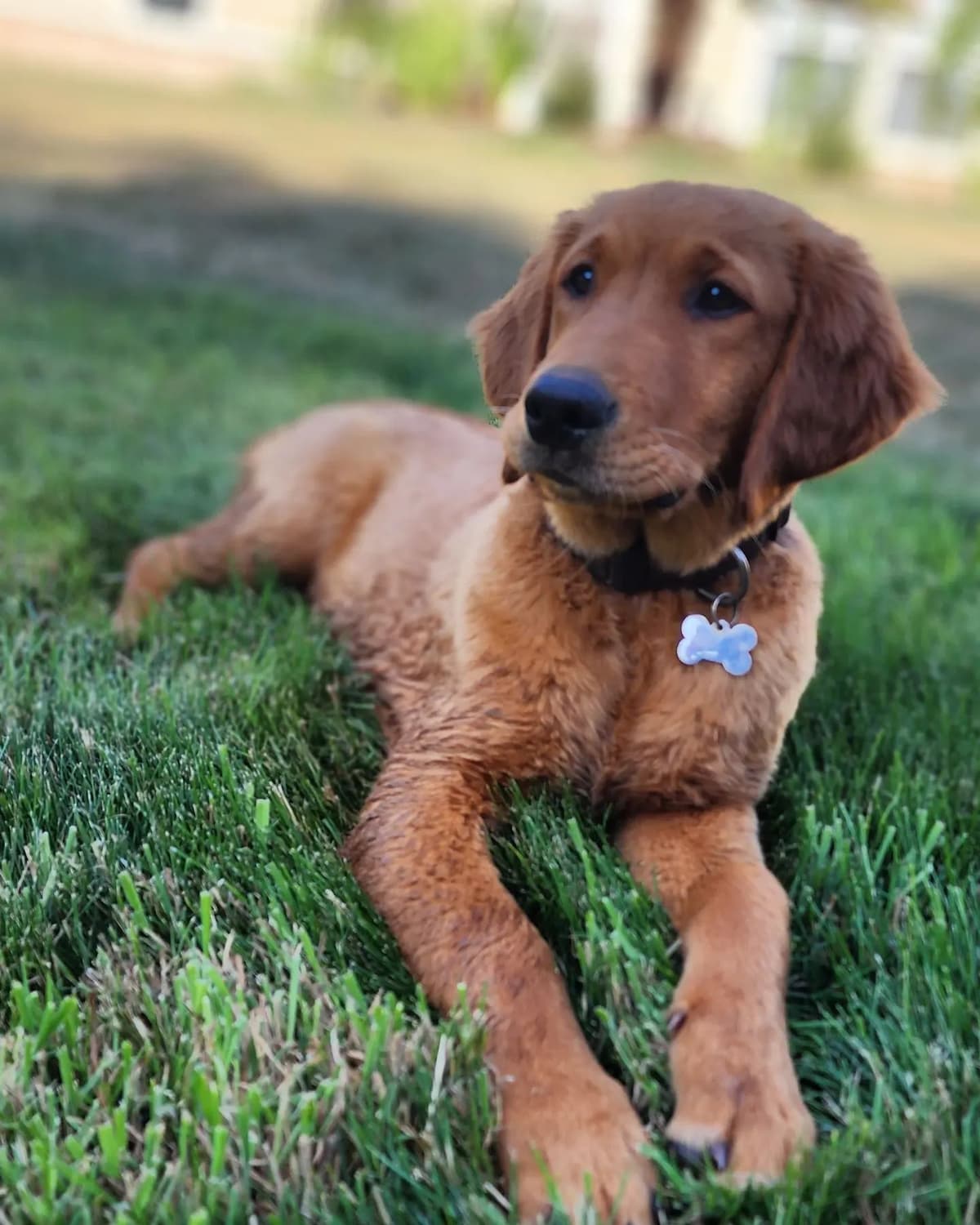 Golden Retriever Puppies breeder image 9