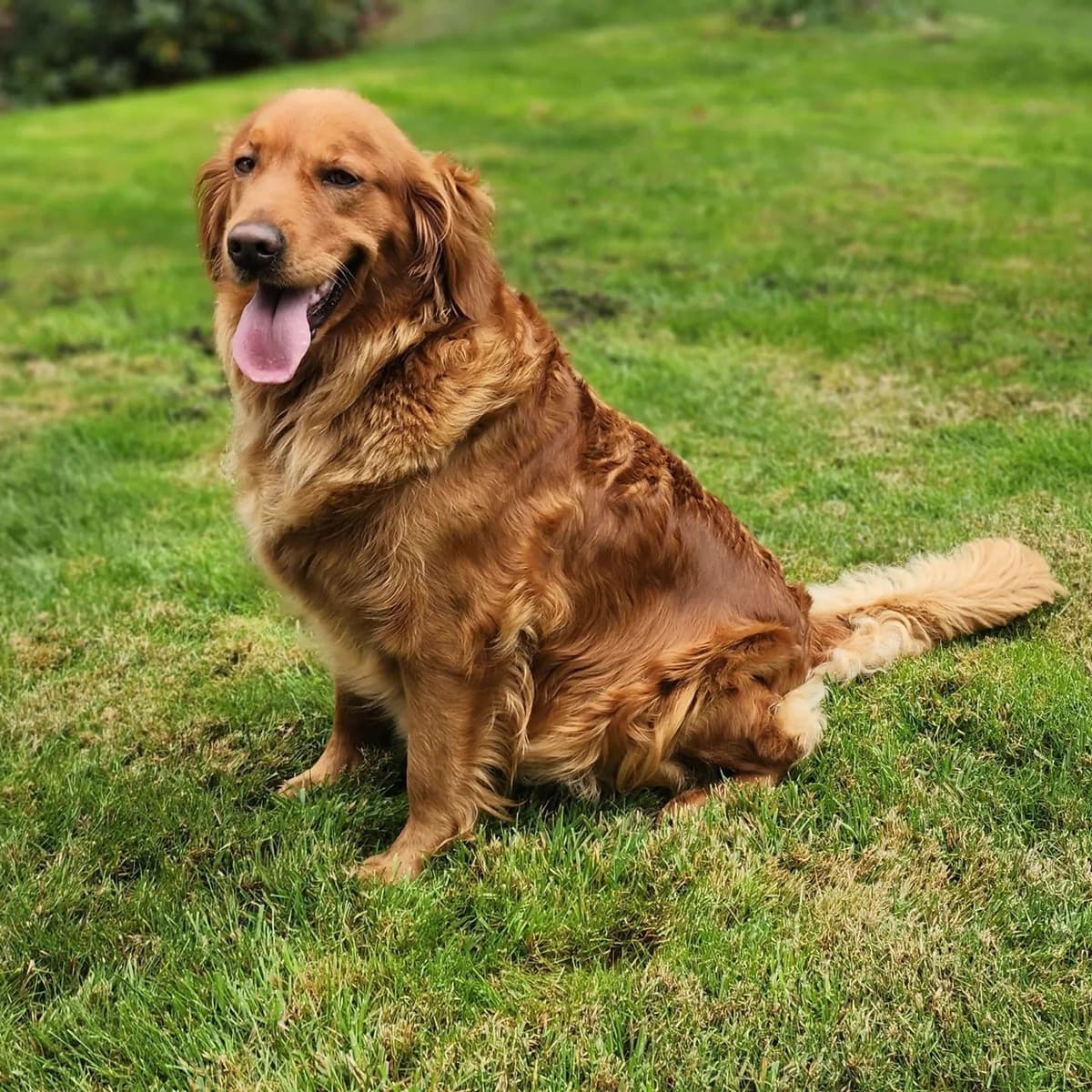 Golden Retriever Puppies breeder image 8