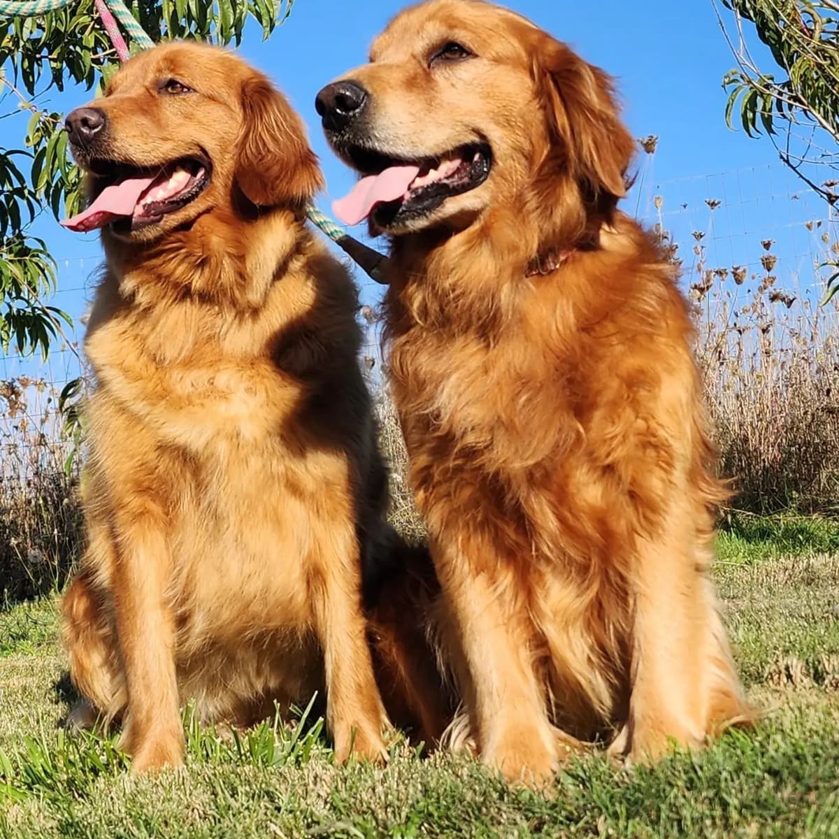 Golden Retriever Puppies breeder image 10