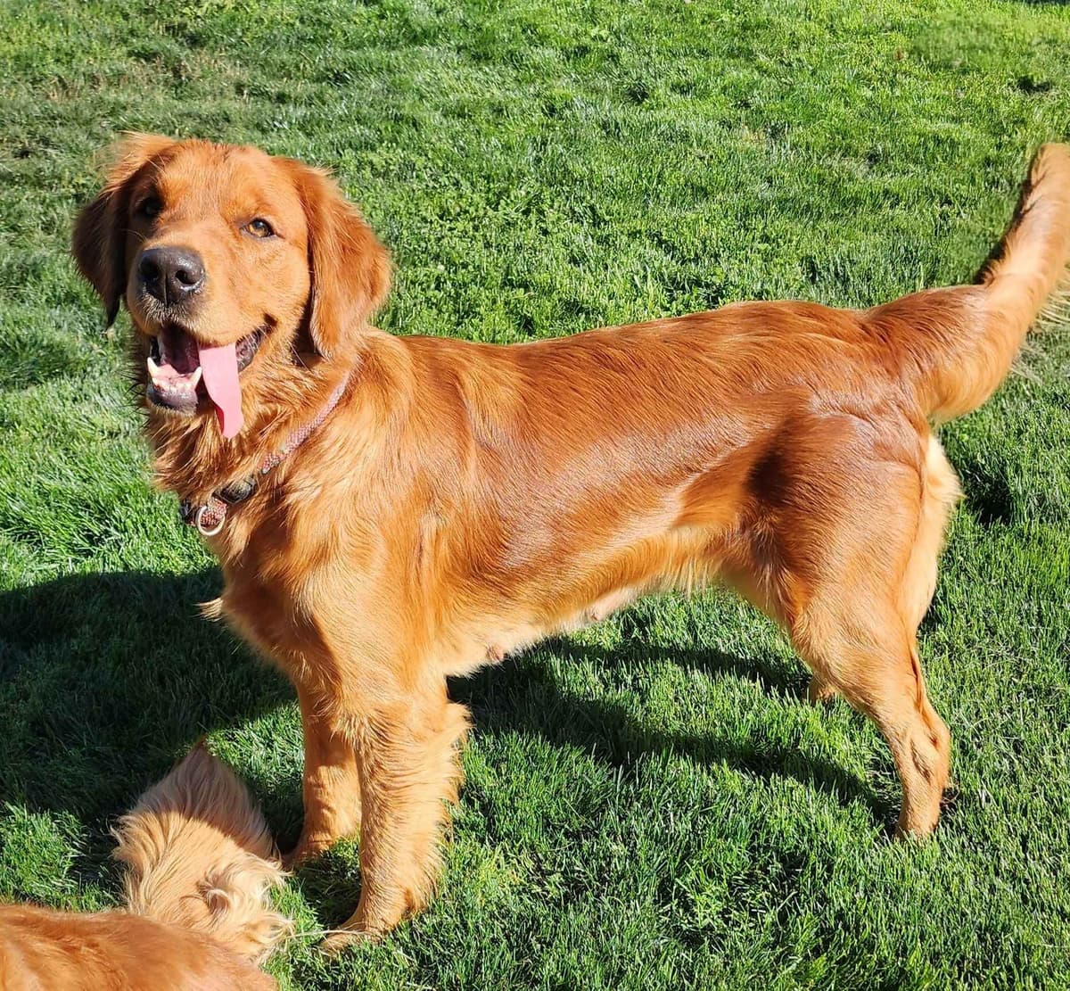Golden Retriever Puppies breeder image 14