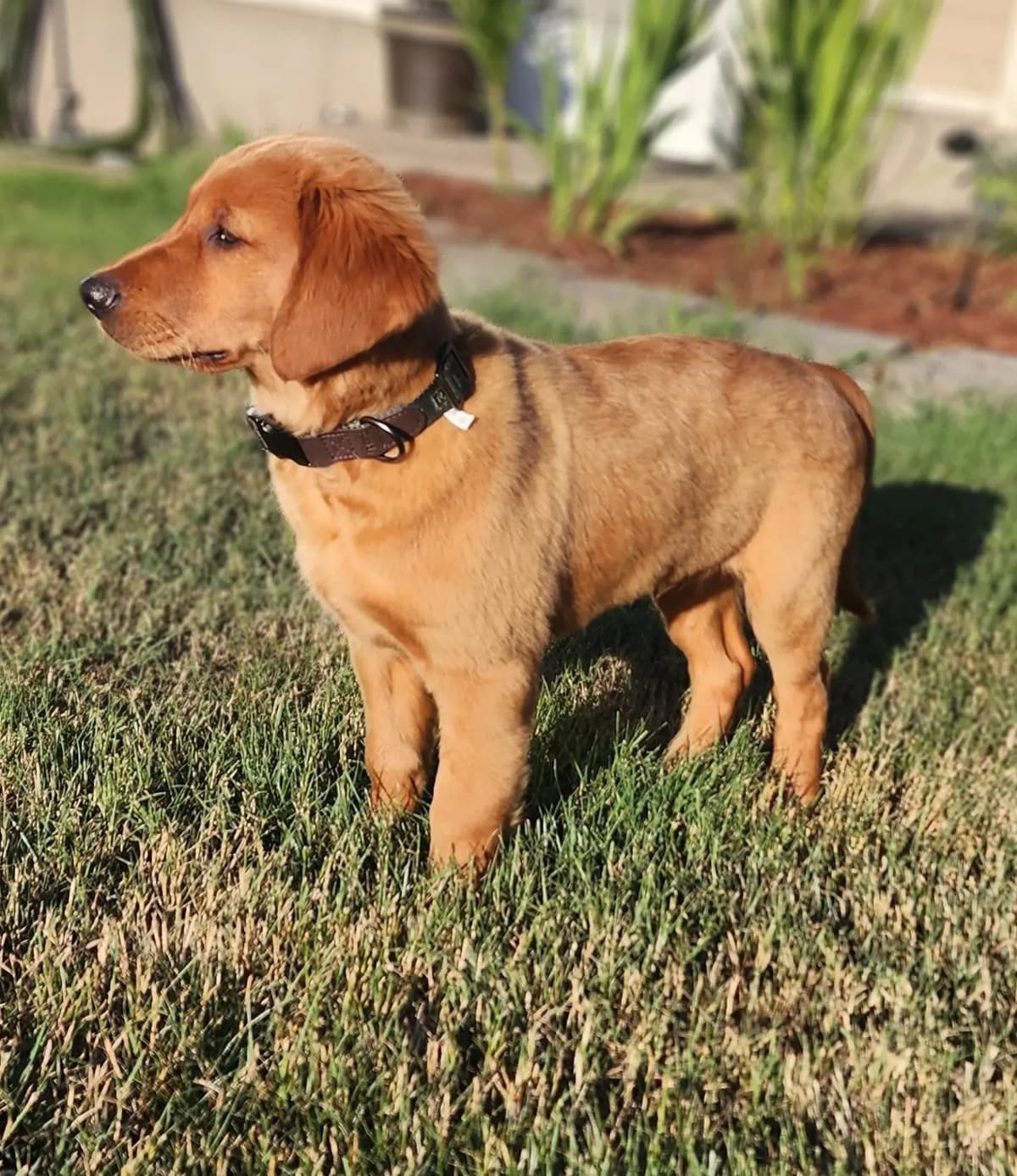 Golden Retriever Puppies breeder image 13