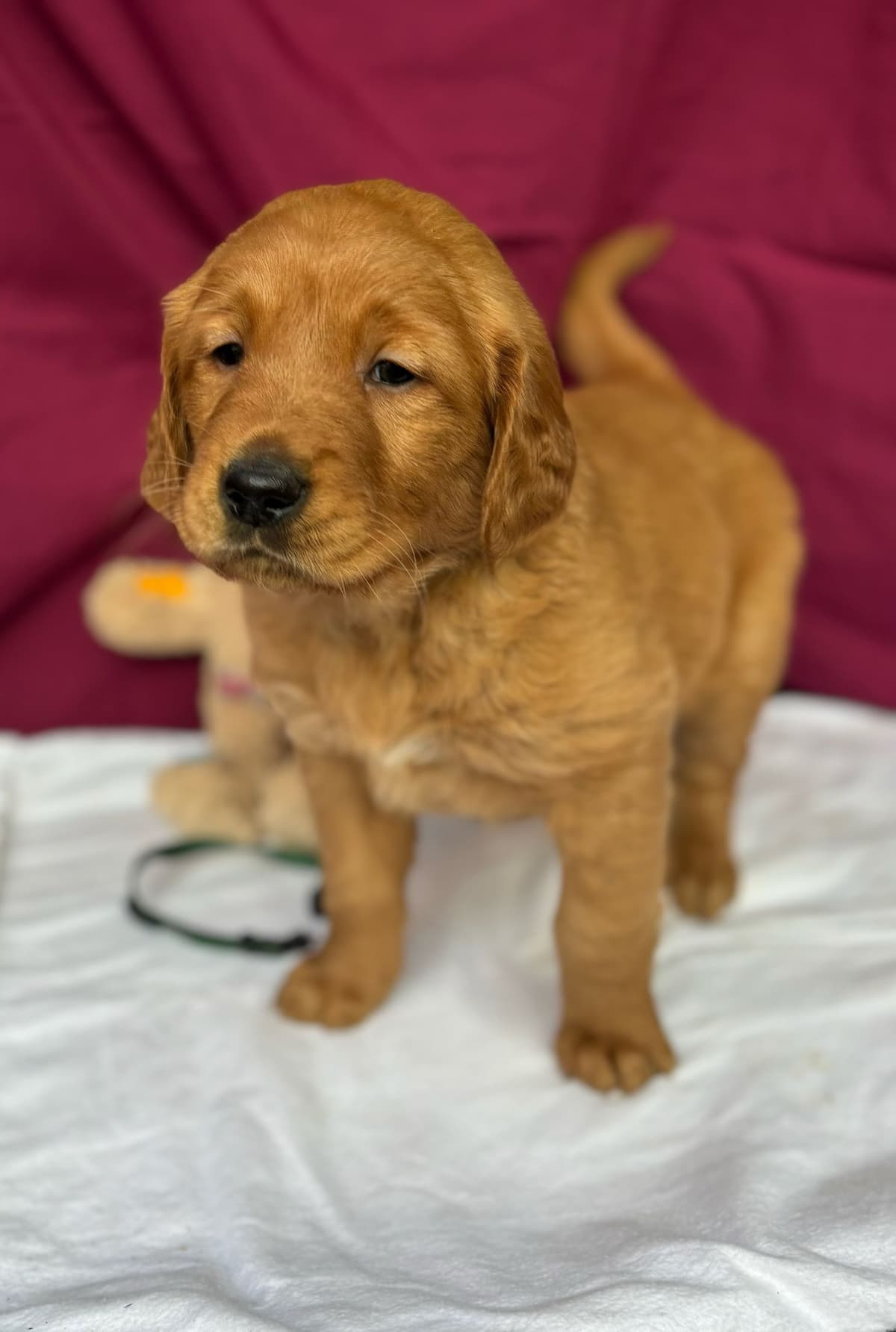 Golden Retriever Puppies breeder image 16