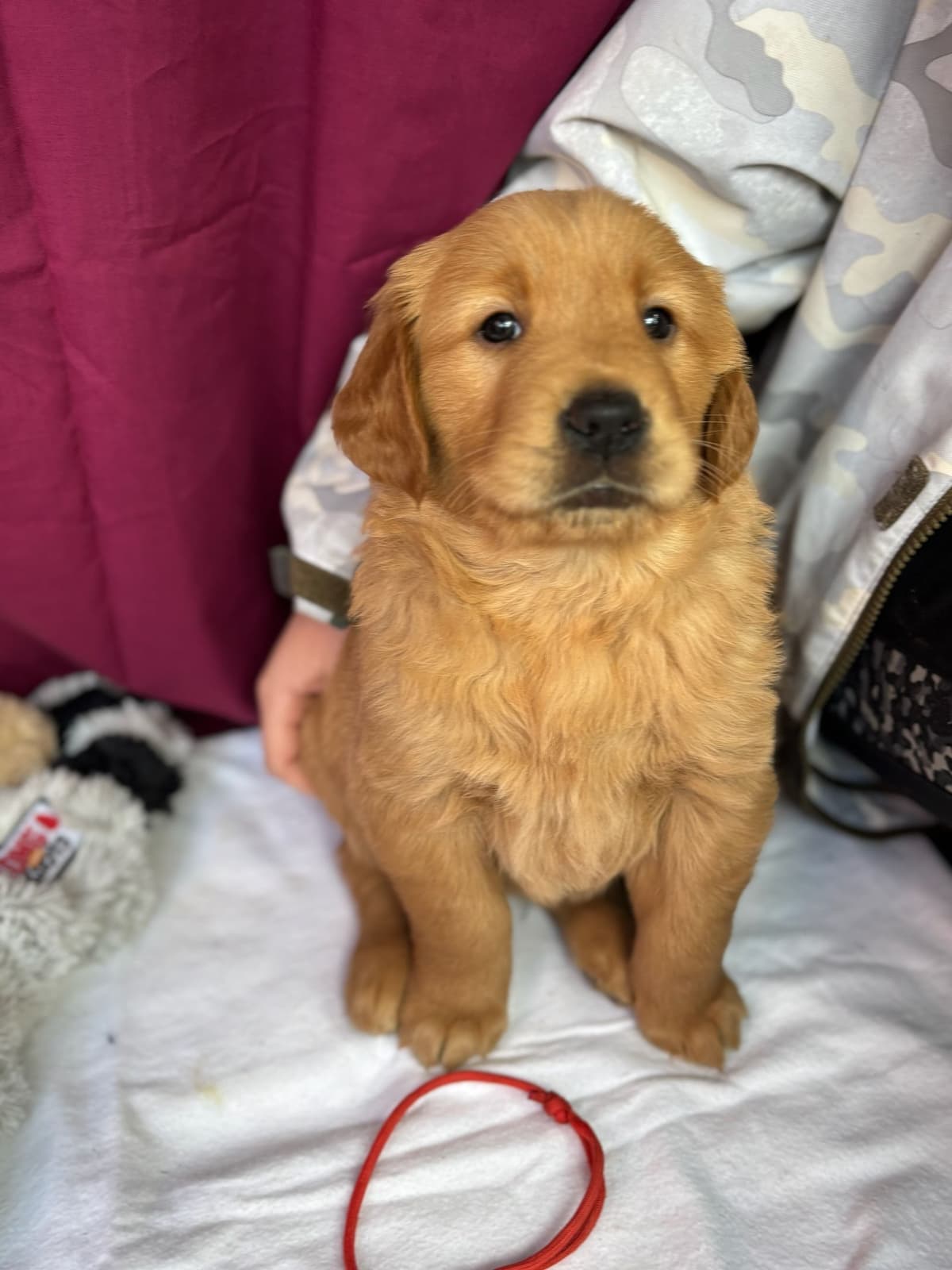 Golden Retriever Puppies breeder image 17