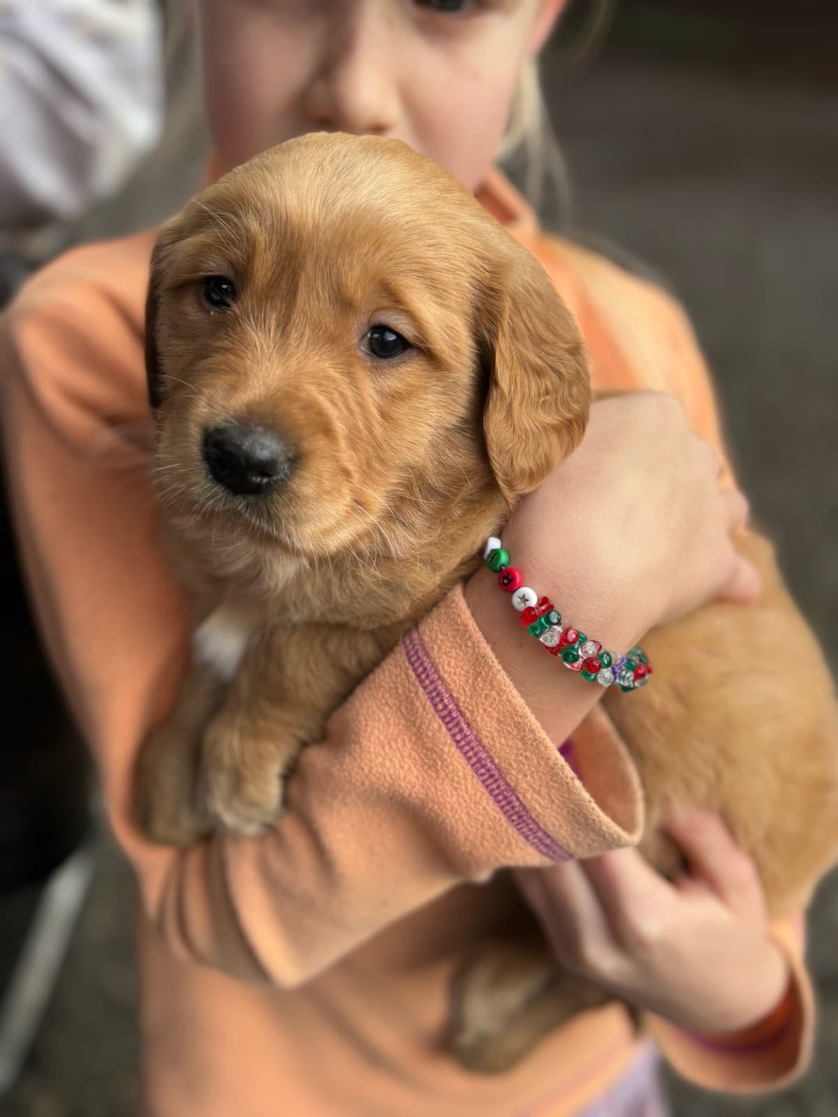 Golden Retriever Puppies breeder image 18