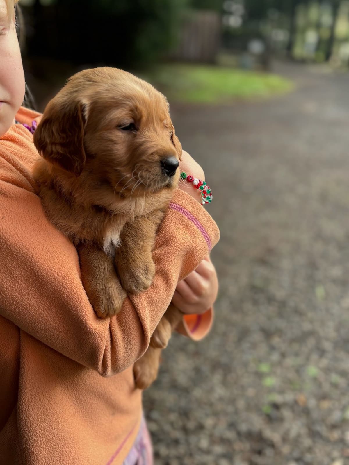 Golden Retriever Puppies breeder image 19