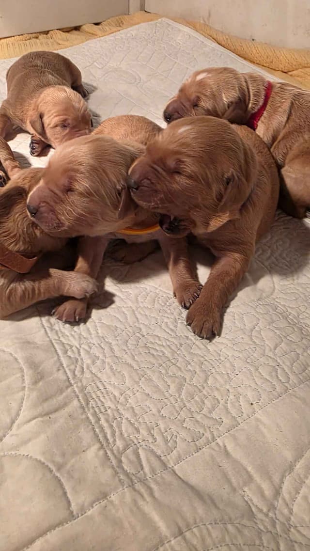Golden Retriever Puppies media 2