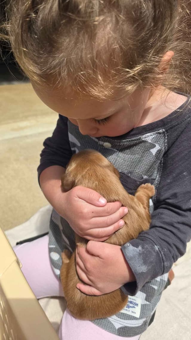 Golden Retriever Puppies media 3