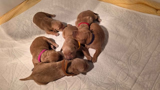 Golden Retriever Puppies media 4