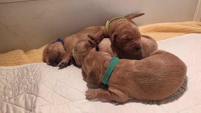 Golden Retriever Puppies media 5