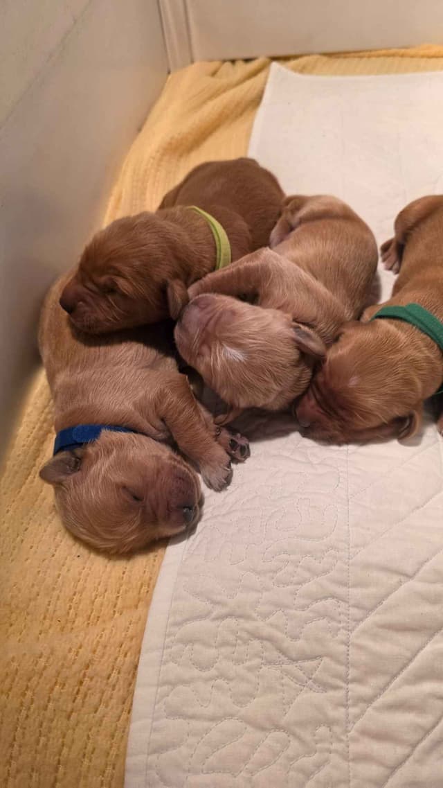Golden Retriever Puppies media 6