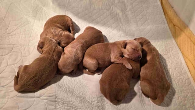 Golden Retriever Puppies media 7