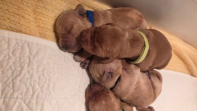 Golden Retriever Puppies media 8