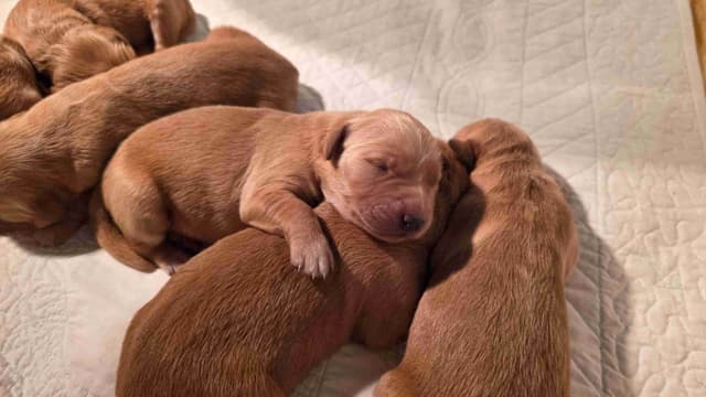 Golden Retriever Puppies media 9