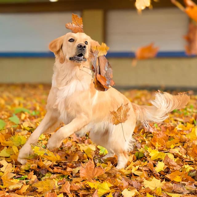 Golden Retriever Puppies media 10