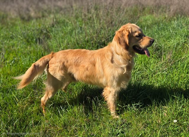 Golden Retriever Puppies media 12