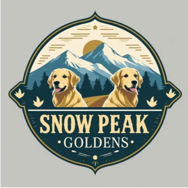 Golden Retriever Puppies media 17