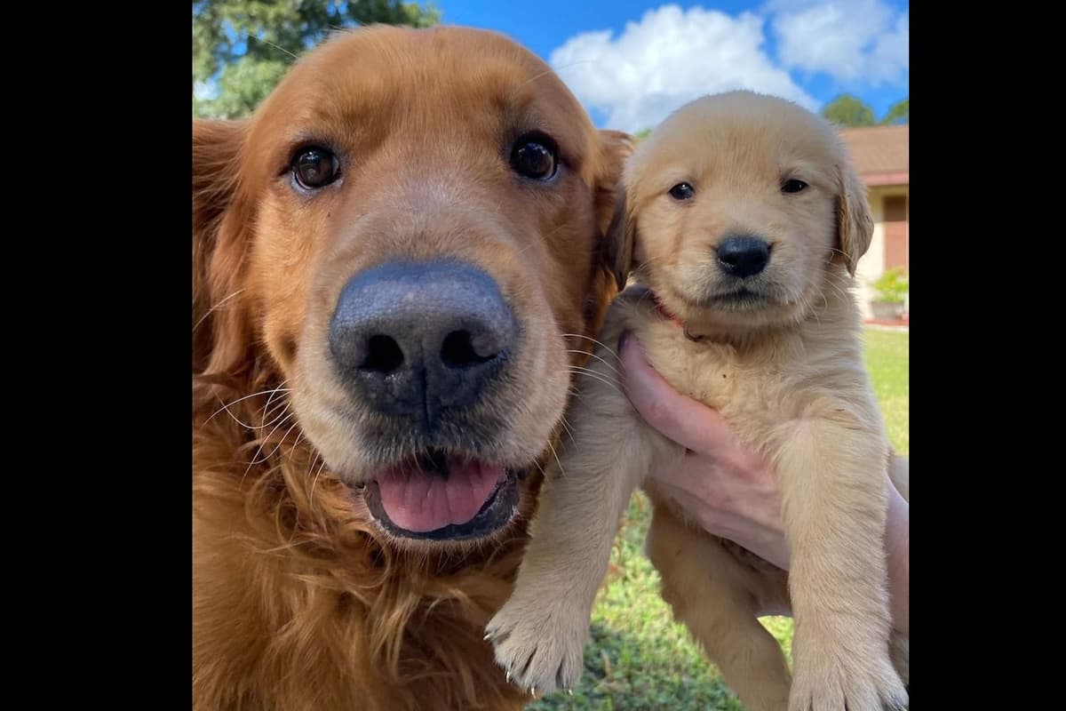 Golden Retriever Puppies breeder image 1