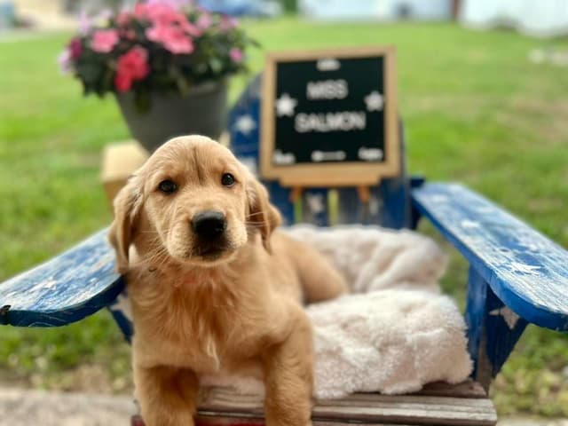Golden Retriever Puppies media 5