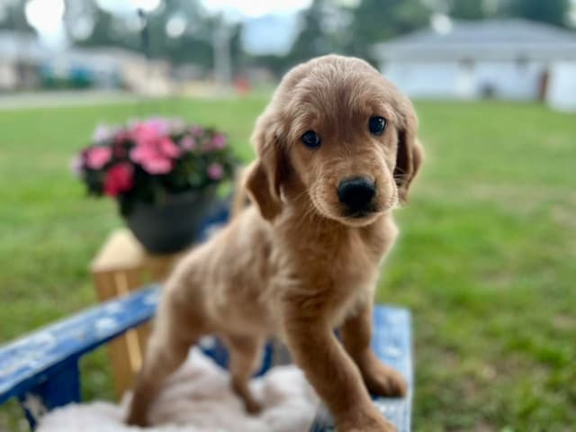 Golden Retriever Puppies media 6