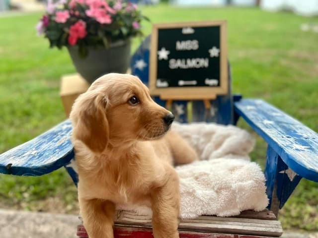 Golden Retriever Puppies media 7